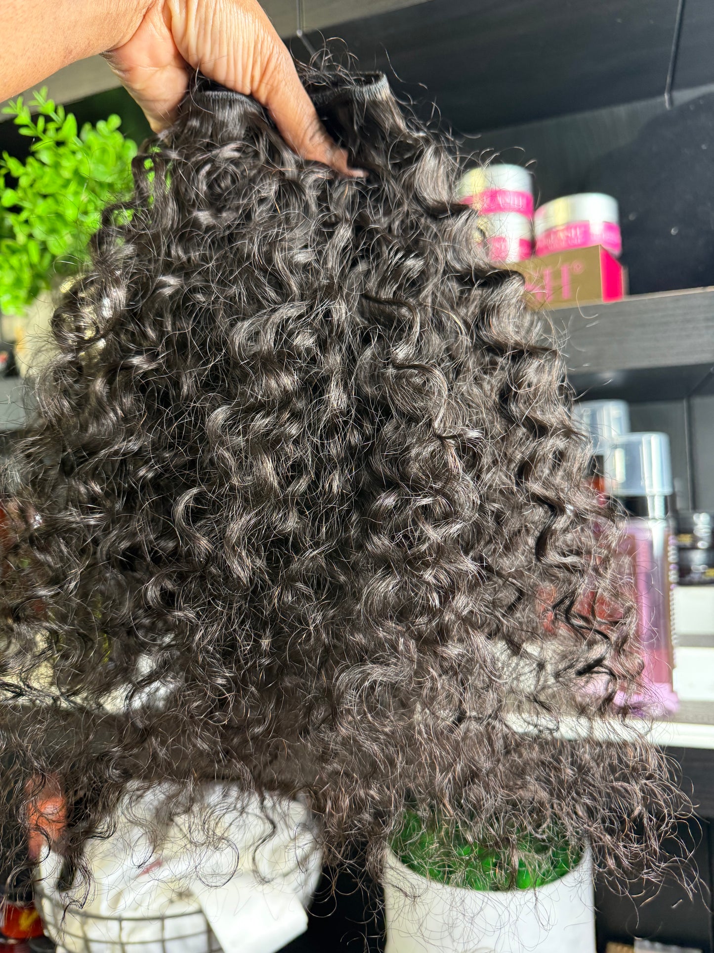 Burmese curly
